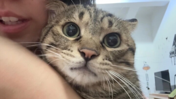 The kitten came to pick me up from get off work, but because I walked slowly, another cat got there 