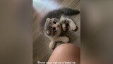 1 year-old baby 🤎  catsoftiktok catlover cutecatsoftiktok kitten