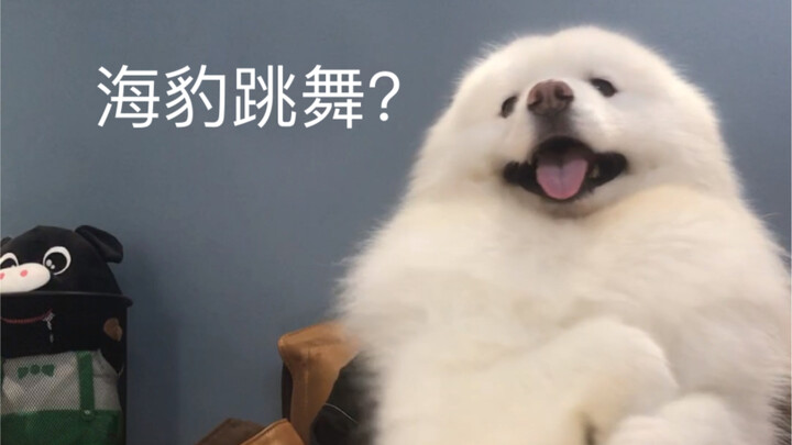 Hải cẩu biết nhảy à?