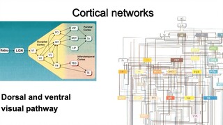 The Well-tempered Mind: How Brain Connectivity is Linked to Cognition