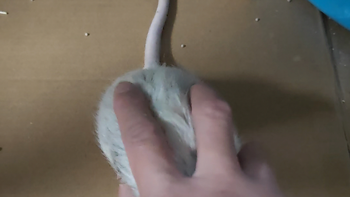 Mouse yang paling nyaman digunakan, tak ada yang lebih baik!