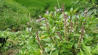 Phụ Bác 2 Vớt Củi Do Nước Lũ Cuốn Trôi Và Món Cá Lóc Hấp Cải Bẹ Xanh  Thắm