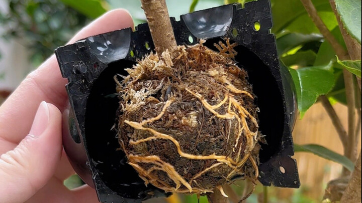 New method of propagating osmanthus