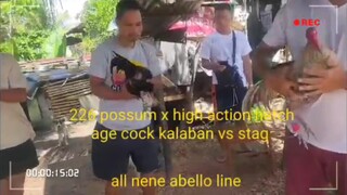 age cock vs stag sa amin nag walis