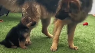 After the police dog mom completed her mission, her baby didn’t recognize her anymore #Mom