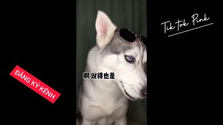 Khi Chó Mèo Tom dễ thương Cũng Đú Trend TIK TOK Cực Chất