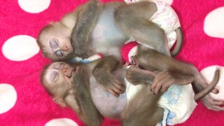 Mom lullaby the two monkey, Mino & coconut to sleep