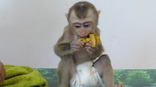 Baby Monkey His Pouch Is Full Of Fruit | Adorable Baby Maku Happy Eating Banana