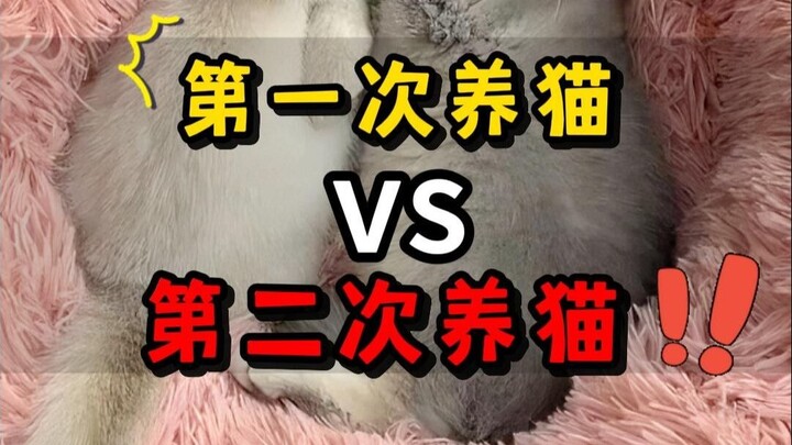 First-time cat owner vs. second-time cat owner—what a huge difference! ❗