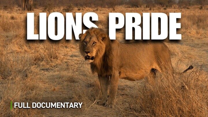 Beasts of Masai Mara  The Great Migration Full Documentary (1080P_HD)