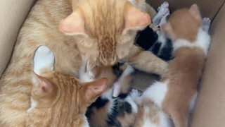 学儿食媳汁，不亦乐乎？