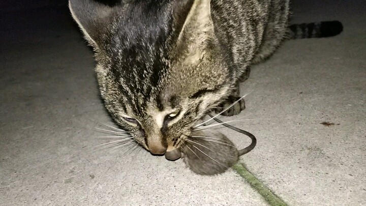 [Mèo mướp] Bắt một con chuột cho bữa tối, nhìn xem nó ăn ngon thế nào