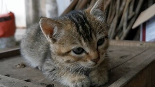 Cute Little Kitten