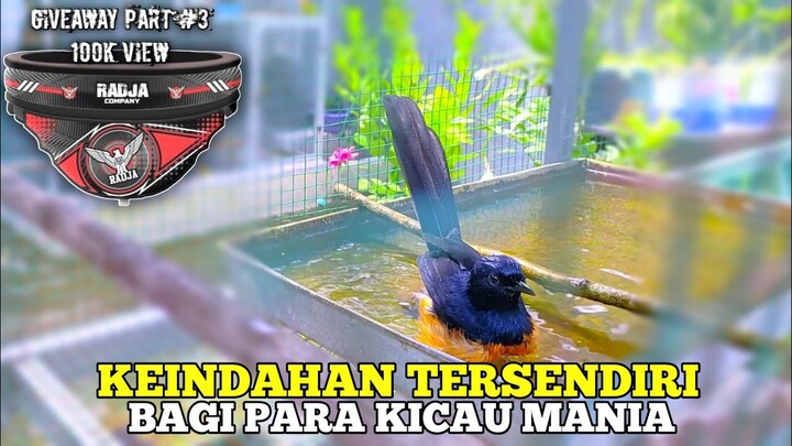 Video Giveaway || MEMANDIKAN MURAI BATU LEPAS TROTOL
