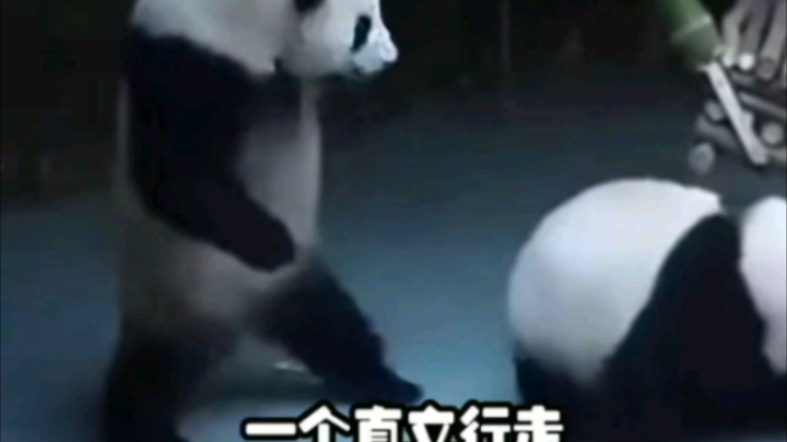 One starts talking, the other walks upright—stop it already; evolve any further and you’ll have to g