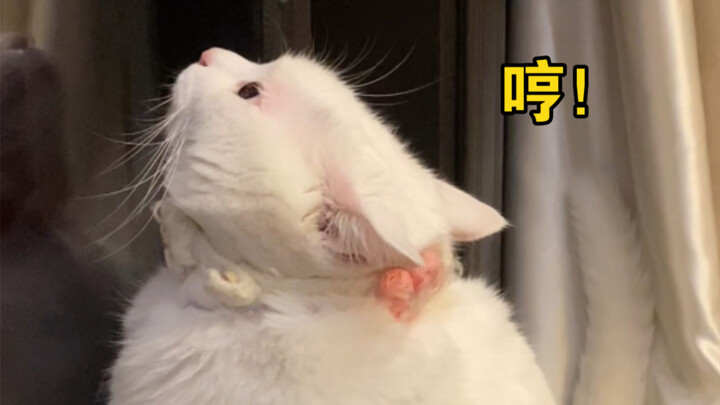 Kucing kecil pasti tidak akan menyerah pada kekuatan kegelapan!