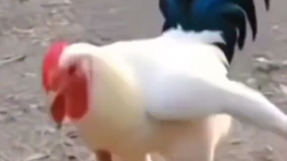joged