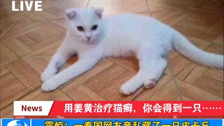 Mengobati kurap kucing dengan kunyit, kamu akan mendapatkan seekor……