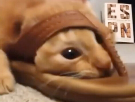 ความรู้สึกภาพสุดปังของแมว!