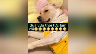 đùa tôi nhiều tức lắm xuhuong chókhôn