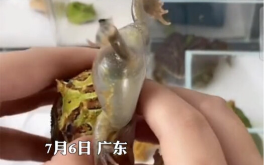 Live streaming jual katak bertanduk berujung kecelakaan, tautan nomor satu malah ‘memakan’ tautan no