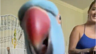 When the parrot spots the camera, which isn't turned off, she has some bird language to share.