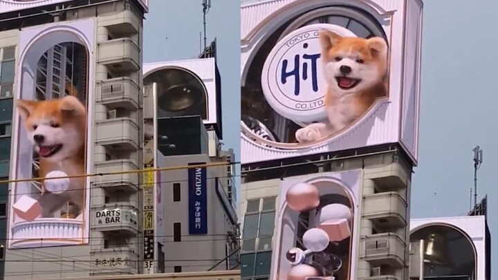 可爱！日本涩谷楼上出现一只巨大秋田犬，还能在不同楼间“穿梭”