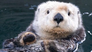 This guy seems to know that he is cute~