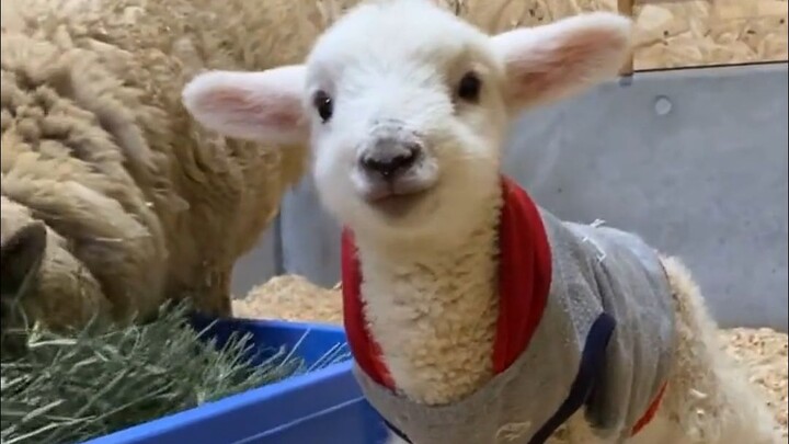 أستطيع حمل خمسة خراف صغيرة لطيفة في يد واحدة!