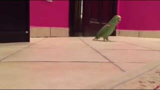 Parrot with the Evil Laugh