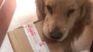 Golden retriever can pick up packages and understands human speech; even cries when scolded—this can