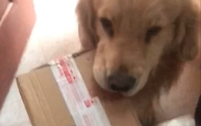 金毛能取快递，能听懂人话 被训时还会哭 汪星人成精了 毛孩子 狗狗的迷惑行为 可爱萌宠