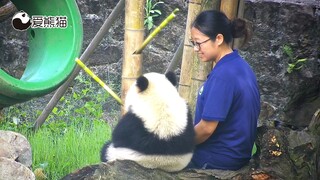 熊猫宝宝和奶妈并排坐在一起，小背影可爱极了