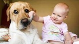 Video Lucu Bikin Ngakak - Bayi Lucu Bermain dengan Anjing - Bayi Ketawa Hysterically Pada Anjing