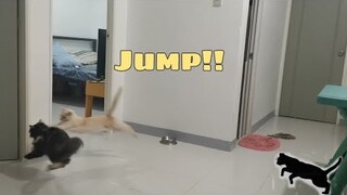 Night makes my Cats Hyper|| Tisay Ran into the wall || Clowder zone