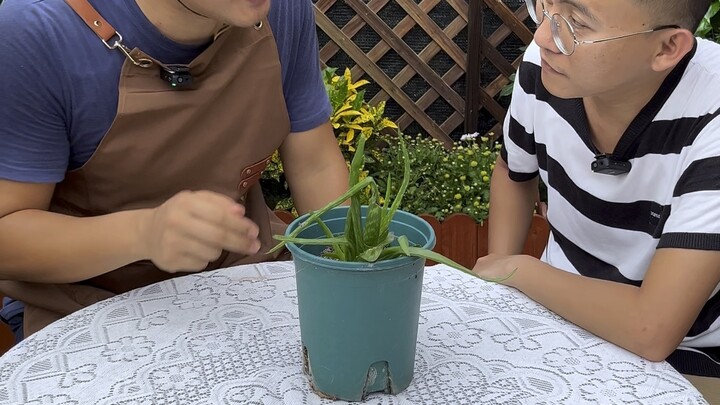 Một vài loại hoa thích hợp cho người lười, ít thời gian vẫn chăm tốt