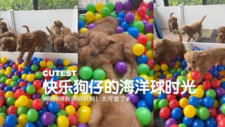 玩海洋球的狗真的太可爱了！！