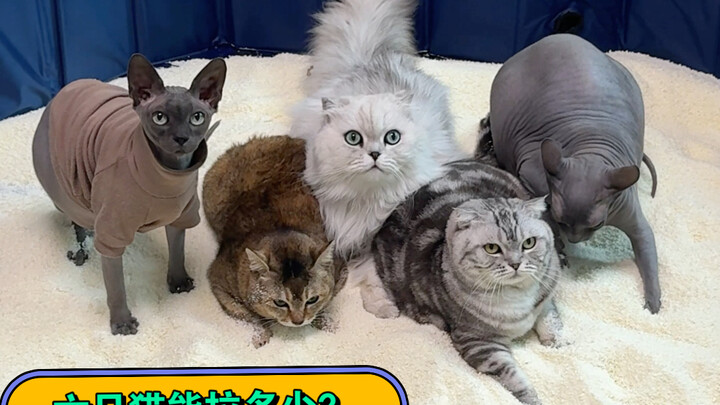 كم كمية البراز التي يمكن لستة قطط أن تنتجها في أسبوع واحد؟