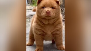 Giãn cách thì ở nhà thôi..... Mắc chi mập..... Mắc chi hung dữ 🐕🐕 xuhuongtiktok thucung yeuchome yeuchoco foryou cauvang312