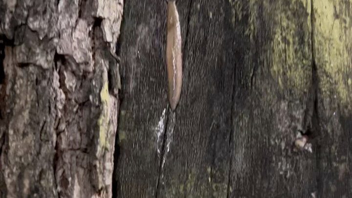 Night Run: Stumbled Upon Pain vs. Tsunade!