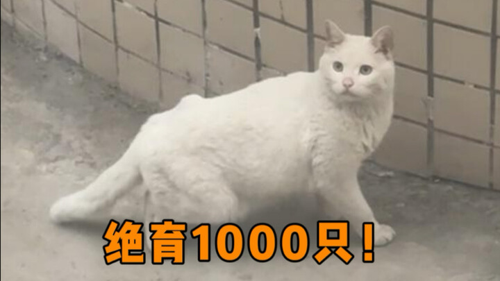 They’ve already spayed/neutered 1,000 cats! How could there still be cats they can’t catch?