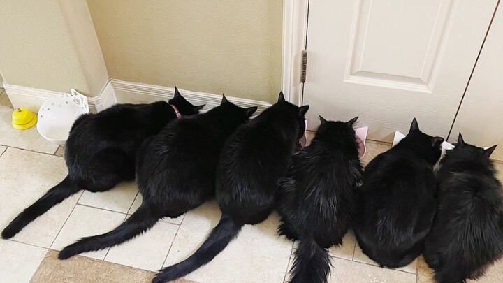Every day, I’m woken up by a bunch of skinny little piglets.
