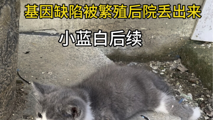 The little blue-and-white cat abandoned in the backyard after breeding—today is day five of acupunct