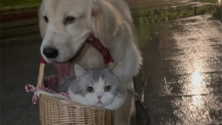 On a rainy day, these two little rascals are up to a thousand tricks just to go out and have fun.