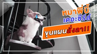 หมาพี่บี้เดอะซีรีส์ ตอน ขุนแผนสั่งลา l สัตว์เอ๋ย