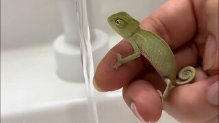 Một sinh vật nhỏ bé, đơn giản với tứ chi chưa phát triển