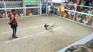 alimbuyog vs bulik