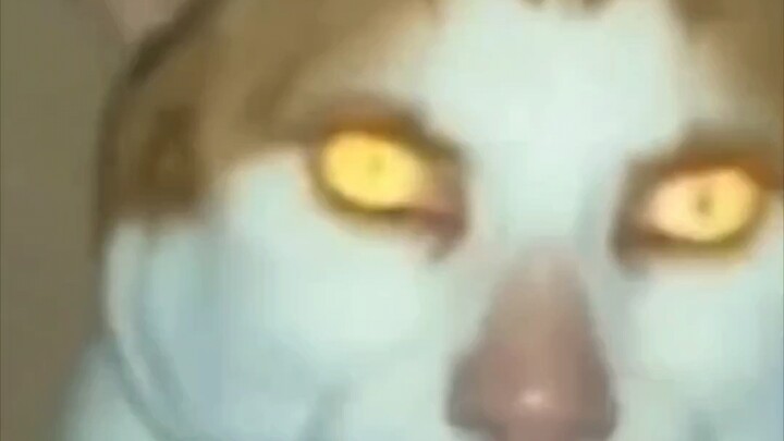 🐱Senin membuatku hancur🐱