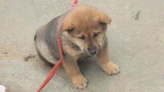 Anak anjing kecil terlalu gemuk sehingga tidak laku, langsung mengeong begitu disentuh, bocah lelaki