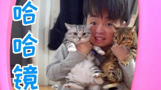 Melihat pemilik yang berantakan dan dirinya sendiri yang terdistorsi di cermin, kucing di rumah jadi